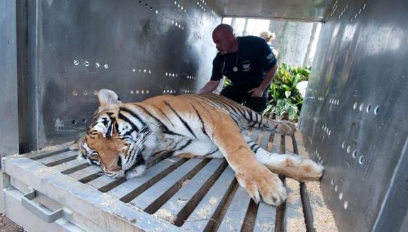 Más de 40 tigres habrían muerto en India en lo que va del año