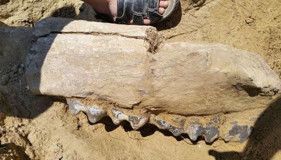Hallan en Rumanía los fósiles de un ancestro del elefante