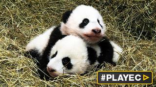 Los pandas gemelos de Viena bautizados "Fu Feng" y "Fu Ban"