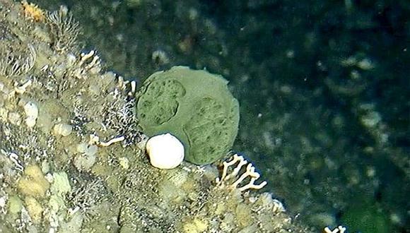 La esponja vive en las rocas a una profundidad de entre 70 y 219 metros. (Foto: AFP/ HO/ NOAA)