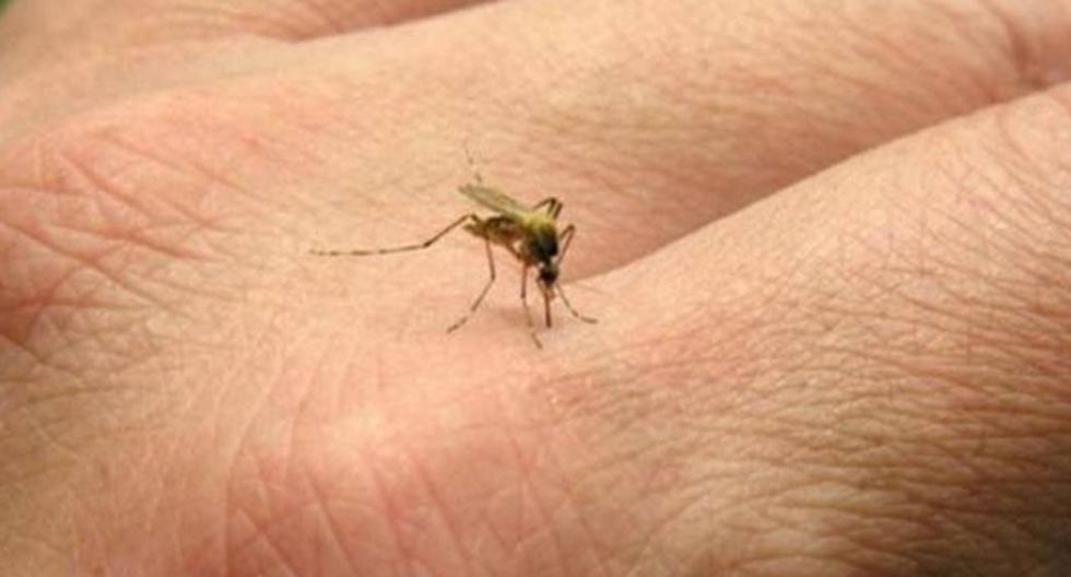 Conoce aquí los mitos sobre el zika. (Foto: Elsalvador.com)