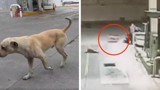 Perro adoptado por trabajadores de una gasolinera frustra asalto a mano armada