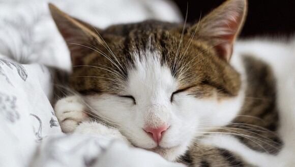 Un gato adulto puede dormir entre 12 y 17 horas diarias, divididas en pequeños ratos. (Foto: StockSnap / Pixabay)