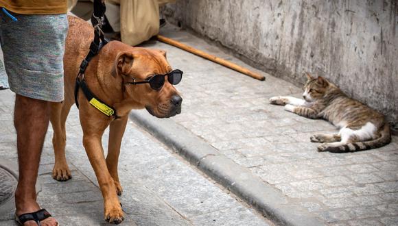 Un perro sujeto con una correa y con gafas de sol, mira fijamente a un gato mientras pasea por una calle de la capital marroquí, Rabat, el 25 de junio de 2020. (Foto referencial, FADEL SENNA / AFP).