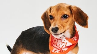June, la cachorra rescatada que competirá en el Puppy Bowl 2023