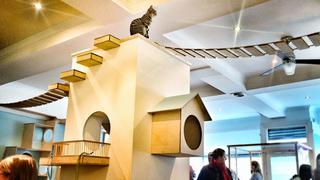 ¿Entrarías a cenar a una cafetería llena de gatos?