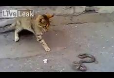 YouTube: Una intensa pelea entre un gato y una serpiente (VIDEO)