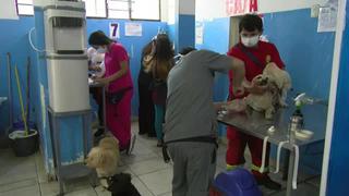 Coronavirus en Perú: voluntarios desafían al Covid-19 para cuidar a gatos y perros 