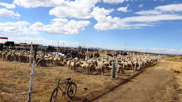 Reserva de alpacas fue inaugurada en Puno - 1
