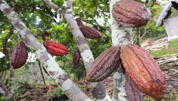 Filial de United Cacao deforestó 1.900 hectáreas de la Amazonía