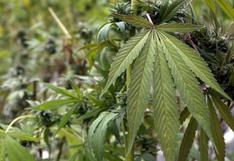 Perú: gobierno anuncia iniciativa para legalizar uso medicinal de marihuana