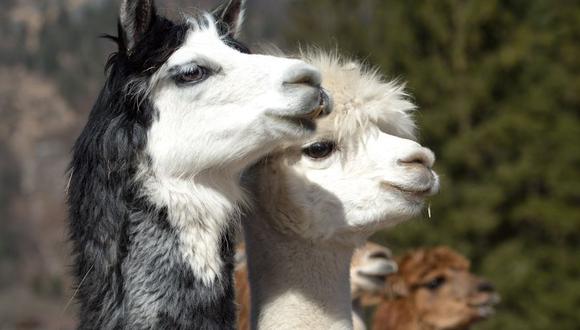 Entre los animales hallados, en la propiedad del sindicalista en Uruguay, habían llamas y alpacas. (Foto: AP)