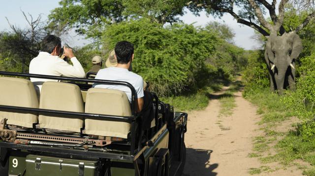 ¿Safari en África?: Conoce cuánto te costará cumplir este sueño - 2