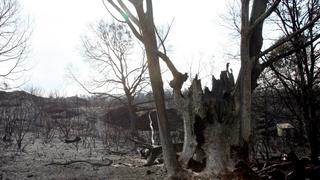 Portugal: El desolador panorama tras los incendios
