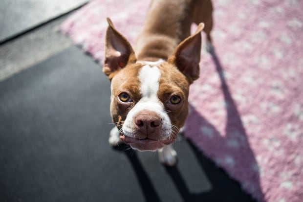 Los conmovedores carteles de un niño conmueven a la red y le ayudan a recuperar a su perro robado ( Foto: Pixabay / Referencial)