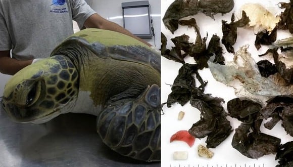 Desde su rescate, la tortuga ha defecado bolsas y pedazos de plástico duro (Foto: Facebook de Fundación Mundo Marino)