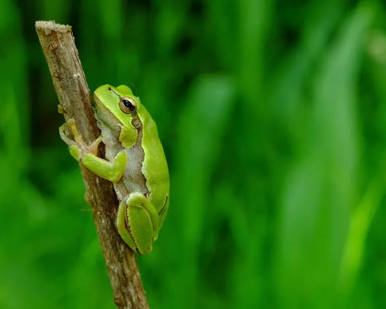 Adult Eastern San Anton Tree Frog in Chernobyl, May 2018.