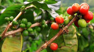 Se renovaron 15 mil hectáreas de café en la selva peruana