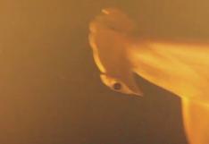 YouTube: Descubren tiburones vivos en cráter de volcán activo | VIDEO