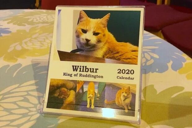 El gato Wilbur, el más popular de Inglaterra, ya cuenta con su propio calendario de 2020 | Foto: ruddington.info