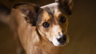 La curiosa reacción de un perro al ver un cojín con su foto impresa y tiene esta peculiar reacción