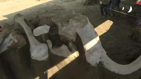 Scheletri di mammut scoperti durante la costruzione dell'aeroporto in Messico