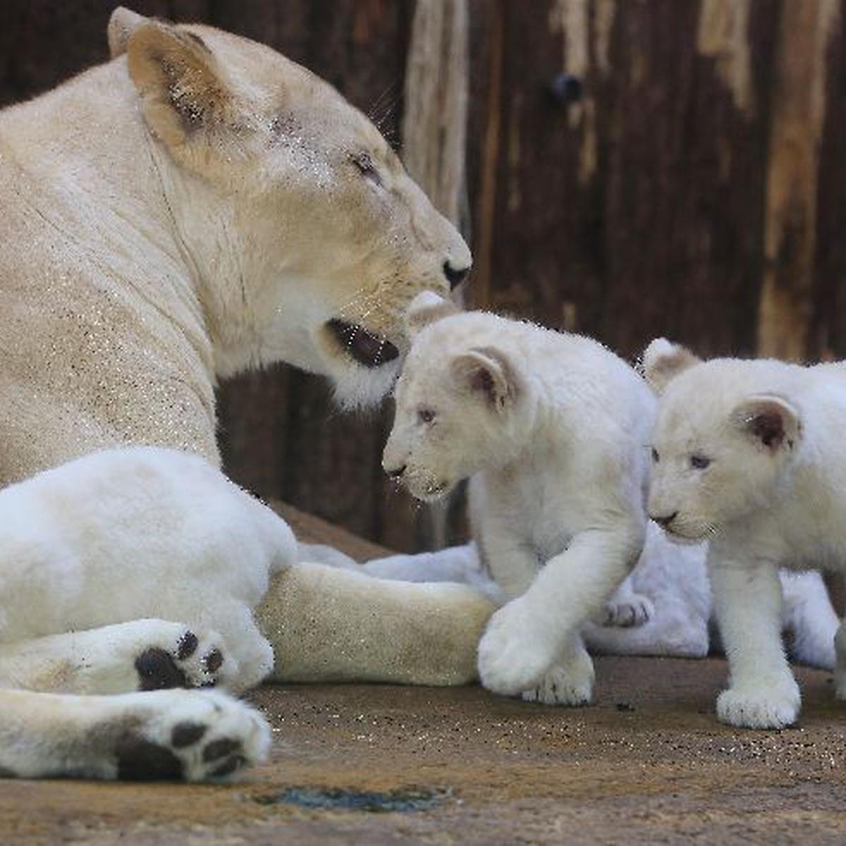 Un día en la vida de los 4 cachorros de león blanco de Alemania |  TECNOLOGIA | EL COMERCIO PERÚ