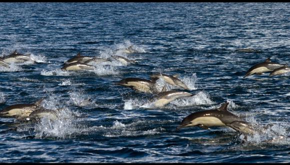 Japón inicia temporada de caza de delfines pese a críticas