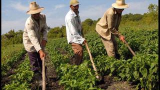 El nuevo campesino