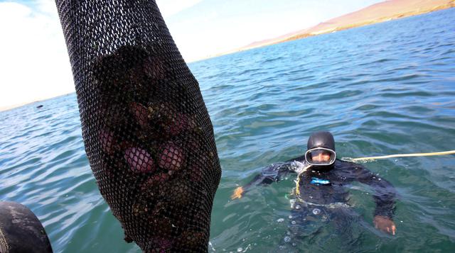 Fotos: Conchas de abanico 'sembradas' en Paracas se multiplican - 1