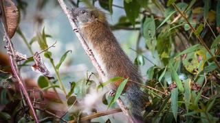 Luego de 10 años, rara especie de roedor es vista en Santuario de Machupicchu