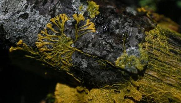 El physarum polycephalum es considerado uno de los misterios más grandes de la naturaleza. (Foto: AFP)