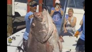 Un mero de 157 kilos fue pescado en Florida [VIDEO]