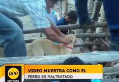 Abancay: Perro fue atado al lomo de un toro durante fiesta (VIDEO)