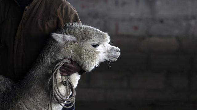 Crianza de alpacas cambia la vida de Marcapomacocha [FOTOS] - 5