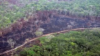 Crece la deforestación en Colombia: más de 171 mil hectáreas se perdieron en el 2020