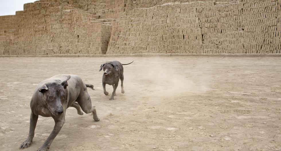 Illayuq y Sumac son los dos perros sin pelo del Perú que cuidan la Huaca Pucllana de Miraflores. FOTOS RICHARD HIRANO