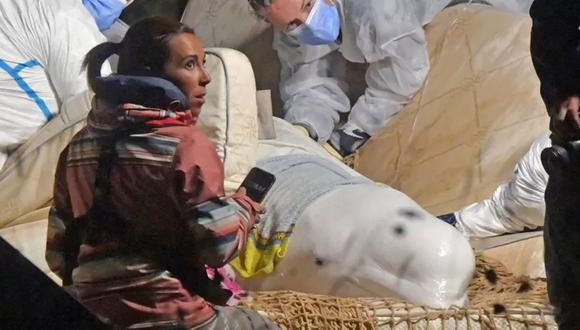 La ballena beluga fue sacrificada poco después de su rescate del río Sena. (AFP).
