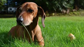 Facebook: Obie, el perro que logró perder 25 kilos de peso
