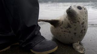 La odisea de reintegrar crías de focas a su hábitat natural