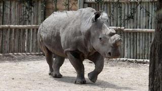 Solo quedan seis ejemplares de rinoceronte blanco en el planeta