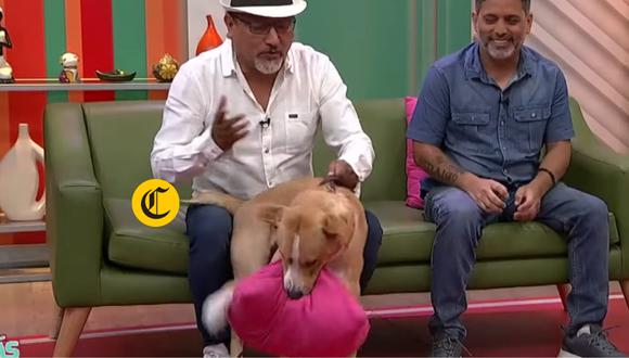 Perrito que interpreta a "Vaguito" se emociona y rompe cojín durante una entrevista en TV Perú | Foto: TV Perú (Captura de pantalla)