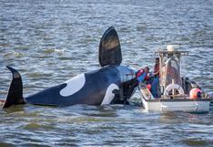 EEUU: Falsa orca naufragó antes de asustar a leones marinos
