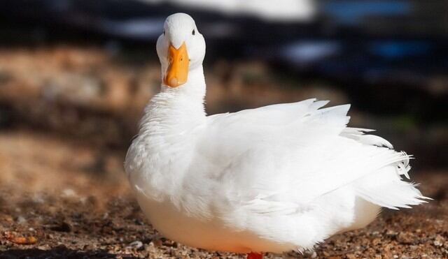 El pato se ha vuelto viral en redes sociales por su peculiar acción en favor de un niño. (Foto: Pixabay)