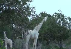 Grabaron por primera vez a dos extrañas jirafas blancas en Kenia