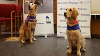 Ras y Fox, los tiernos perros de terapia que ayudan a pacientes alcohólicos a rehabilitarse en Madrid