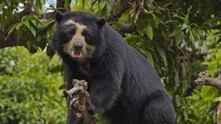 Oso de anteojos: la deuda pendiente del Perú con una especie vulnerable