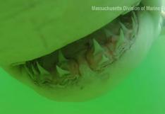 YouTube: impresionantes imágenes de tiburón blanco intentando devorar una GoPro