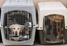 Abandonados a su suerte, los perros del aeropuerto de Kabul se preparan para volver al trabajo