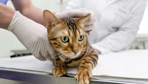 “Se puede empezar a realizar el procedimiento cuando el gato alcance su madurez sexual, que es partir de los 5 o 6 meses. También puede ser después”, explica la veterinaria Karol Guzmán. (Foto: Freepik)